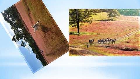 Rực rỡ đồi cỏ hồng ở Gia Lai