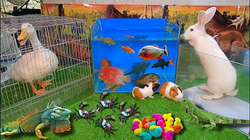 Bắt cá cảnh dễ thương, cá koi, cá sấu, bọ ú, cua bảy màu, kì nhông xanh, ếch màu