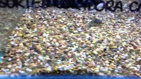 Paul Talbot talking about corydoras catfish