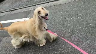 イタリア製陶器アフガンバウンド犬(美品) イタリア製陶器ｴｼﾞﾌﾟｼｬﾝ・ﾊｳﾝﾄﾞ | YasudayaKagu online shop