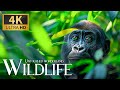 Untouched wonderland wild 4k  discovery relaxation beautiful nature movie with calm relaxing music