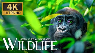Untouched Wonderland Wild 4K  Discovery Relaxation Beautiful Nature Movie with Calm Relaxing Music
