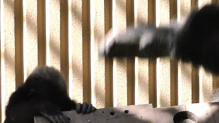 パパのパンチにビックリするキンタロウ💗ゴリラの父と子【京都市動物園】