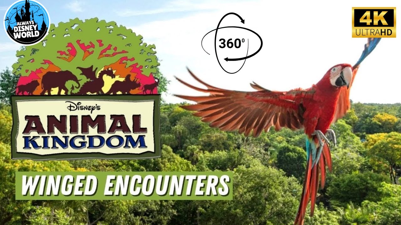 360 video 4K Winged Encounters - The Kingdom Takes Flight Animal Kingdom Disney World Show