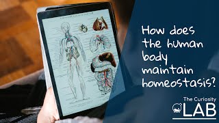 How does the human body maintain homeostasis