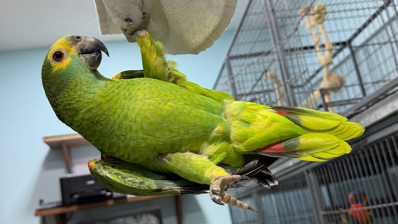 Nika falando “cadê mamãe “ Boa tarde “ Loro papagaio / parrots fun 