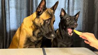 Dogs Try Random Foods #1  #dog #doglife #doglife by Neu County 9,827 views 4 months ago 5 minutes, 38 seconds