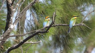 rainbow bee eater
