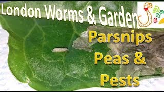 Container Garden 03/07/17