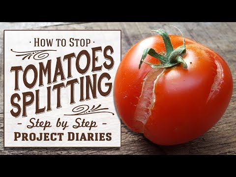 Video: Why Do Tomatoes Crack And Burst (on A Bush In An Open Field And In A Greenhouse), What To Do