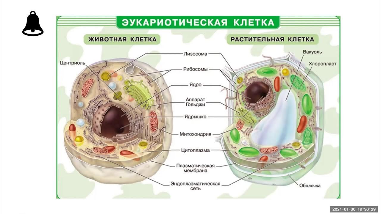 1 строение клетки животных. Строение клетки. Строение клетки эукариот. Эукариотическая клетка строение. Строение эукариотической клетки.