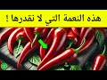 هل تعلم ماذا يفعل الفلفل الحار حينما يدخل لأجسادنا ما لم يخبروك به عن فوائد الفلفل الحار