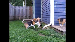 Beagle puppy learn how to fight from beagle dad