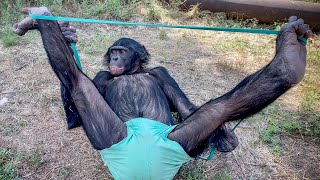 САМОЕ БЕСПОЛЕЗНОЕ ЖИВОТНОЕ ЭТО? Шимпанзе Боня дурачится | Беседа с дрессировщиком