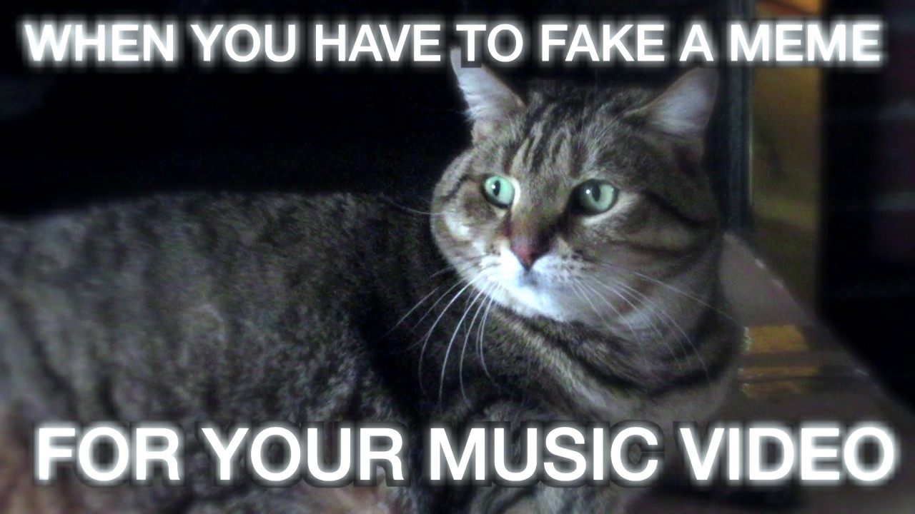 Starboy The Weeknd PARODY House Cat YouTube