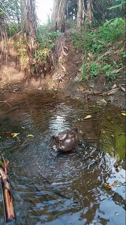 Besra Sparrowhawk Bathing