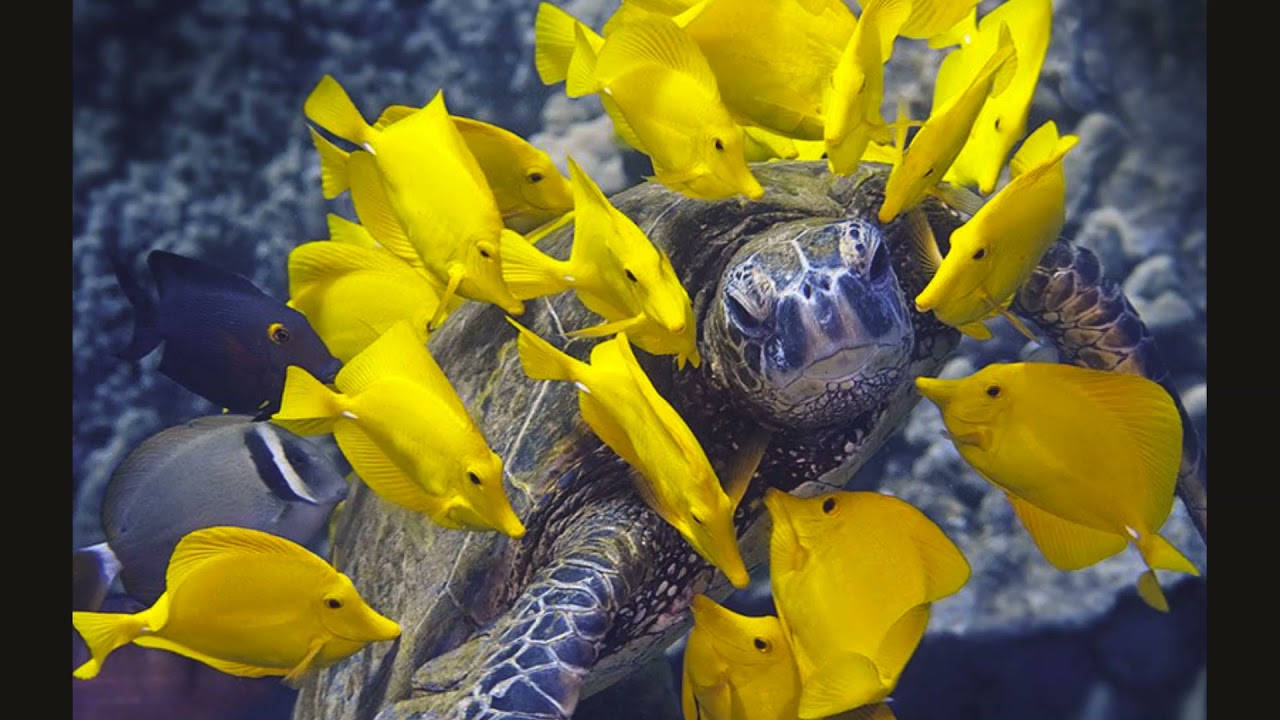 The Dark Hobby Review