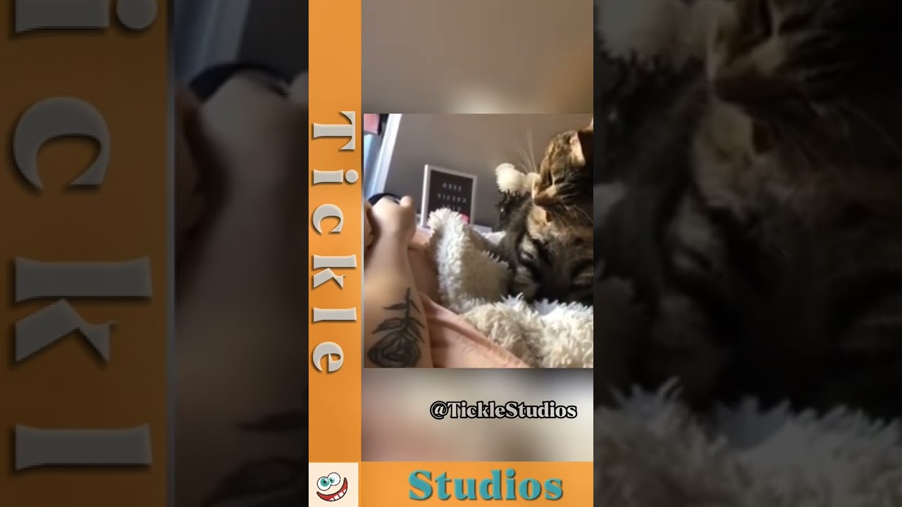 Cat sees Tattoo for the first time | AFV #afv #funny #cat #wholesome