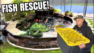 RESCUING KOI FISH FROM OBSESSED HOBBYIST!