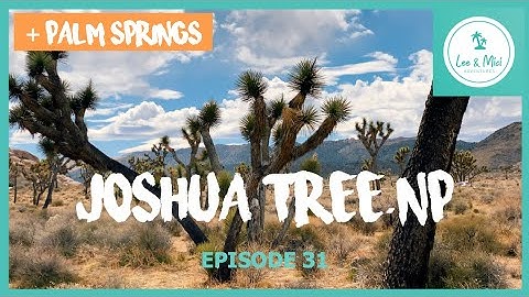 Joshua Tree National Park & Palm Springs - California | 🇺🇸🚙🏜️🌴🌵 7 Month USA Road Trip (Episode 31)