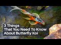 3 things that you need to know about butterfly koi