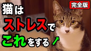 【完全版】猫がストレスを抱えた時にする行動5選を獣医師が解説します