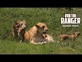 Lion Pride With Small Cubs | Maasai Mara Safari | Zebra Plains