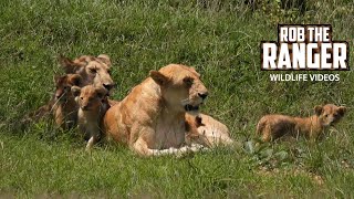 Lion Pride With Small Cubs | Maasai Mara Safari | Zebra Plains