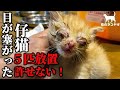 仔猫【捨て猫】5匹急遽保護