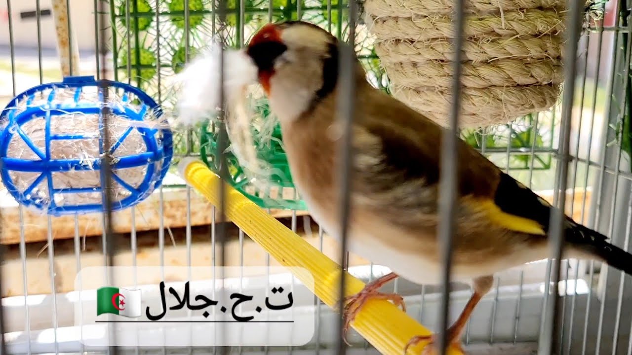 كم عمر أنثي الحسون للتزاوج ومتى تشتريها والشروط التي تتوفر فيها لتنتج 100/100