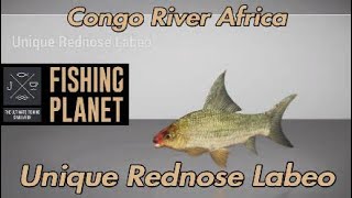 Fishing Planet -  Unique Rednose Labeo - Congo River Africa screenshot 5