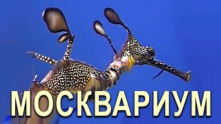 Москвариум: морские коньки, медузы, морской дракон. Океанариум Москва ВДНХ