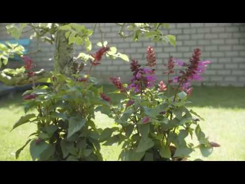 Video: Lupine Multifoliat
