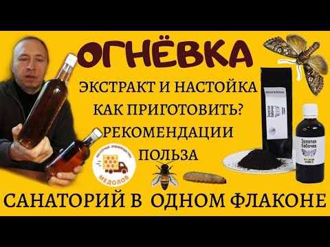 Экстракт ОГНЕВКИ (восковой моли, золотой бабочки). История, польза, рекомендации. Готовим настойку