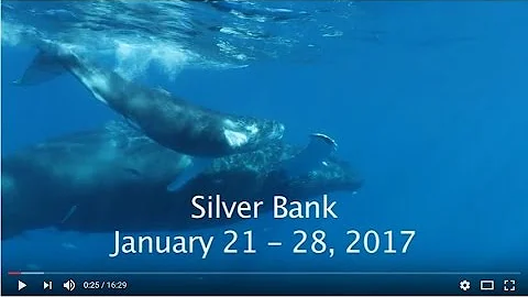 Humpback Whales on the Silver Bank, January 2017