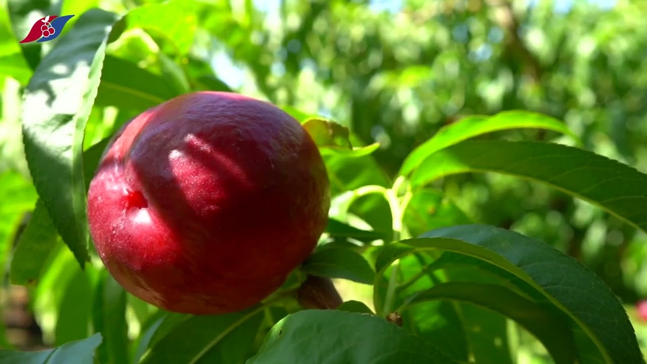 Nectarine stone fruit harvest Seville YouTube