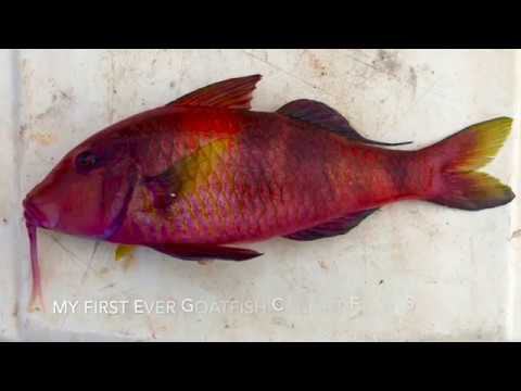 Free Will Fishing! Episode 5: SPECIES WARS! - YouTube