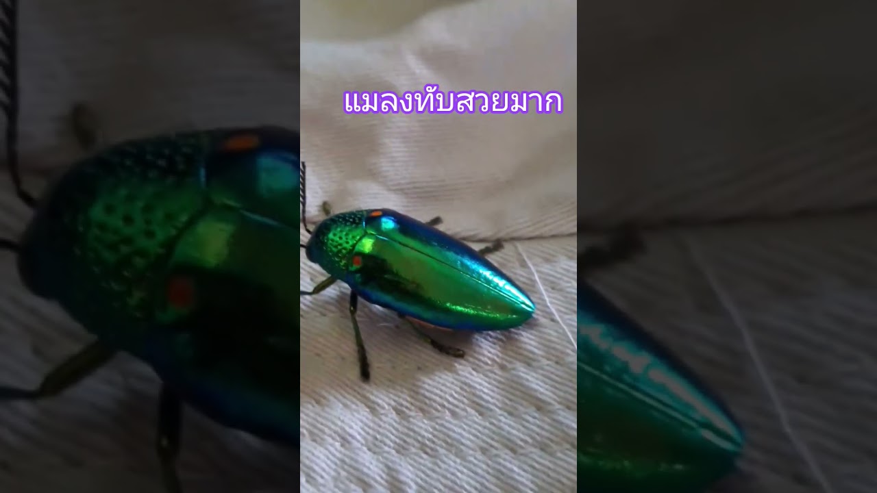 แมลงทับสวยมากค่ะ