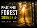 Peaceful Forest Sounds Live | Birds Chirping, Gentle Breeze & Nature Ambience