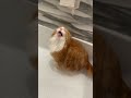 Orange Cat Sipping Water From the Shower