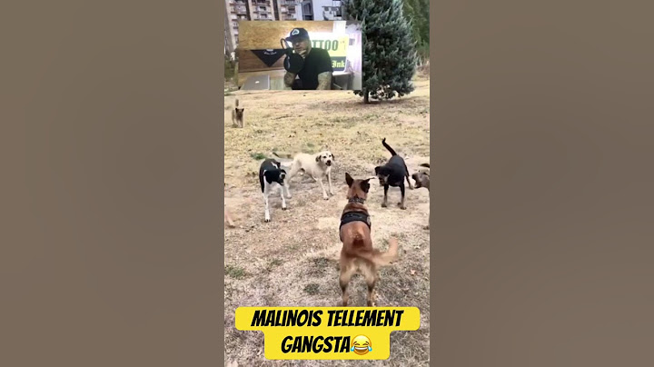 Malinois contre chiens errants #dog #malinois #straydogs #viral #shorts #trending #chien #k9 #video