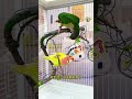 “OMG My Parrot Said WHAT?! 😱😂”“You Won’t Believe This Cute Parrot’s Reaction! 🐦💛”“My Parrot’s Funn