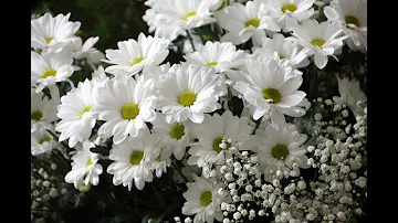 صور ازهار