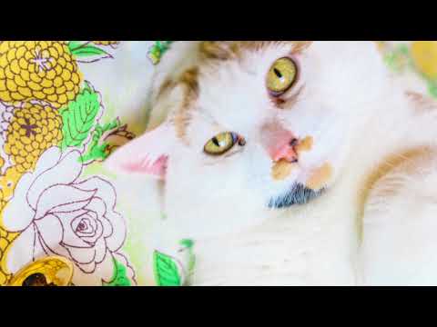 French Horn Rebellion & Patawawa - MrRomantic