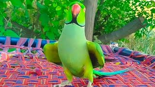 Indian Ringneck Parrot Dancing and Talking
