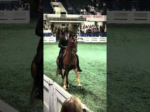 some saturday night views 🌹🤍 #saddlebred#saddleseat#WCHS