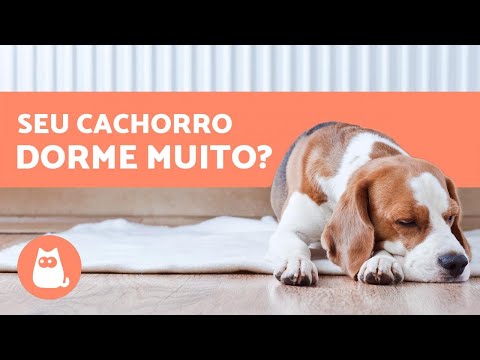 Vídeo: Quanto Os Cães Dormem?