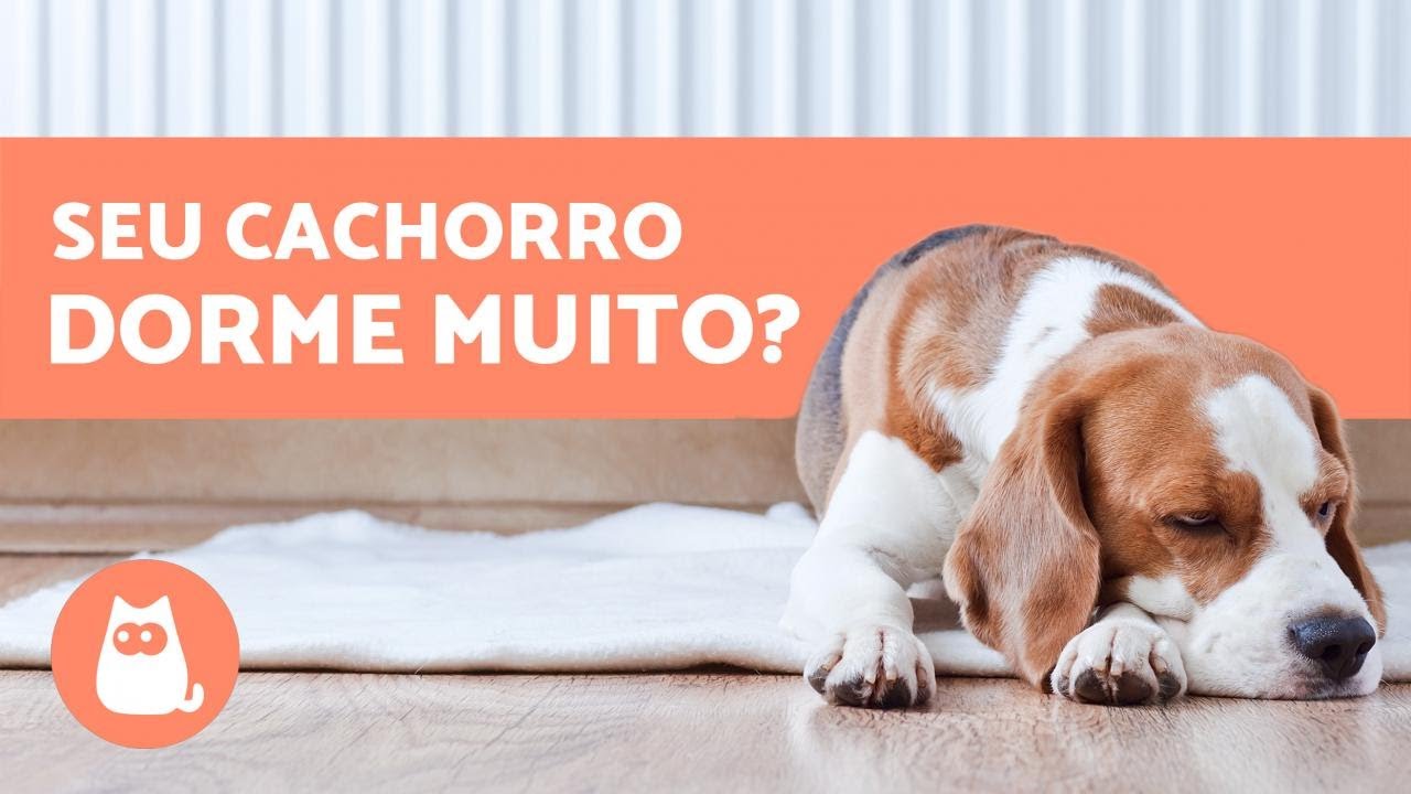 Quantas horas um CACHORRO DORME por dia? Filhotes, adultos e idosos YouTube Quantas horas um CACHORRO DORME por dia? Filhotes, adultos e idosos YouTube