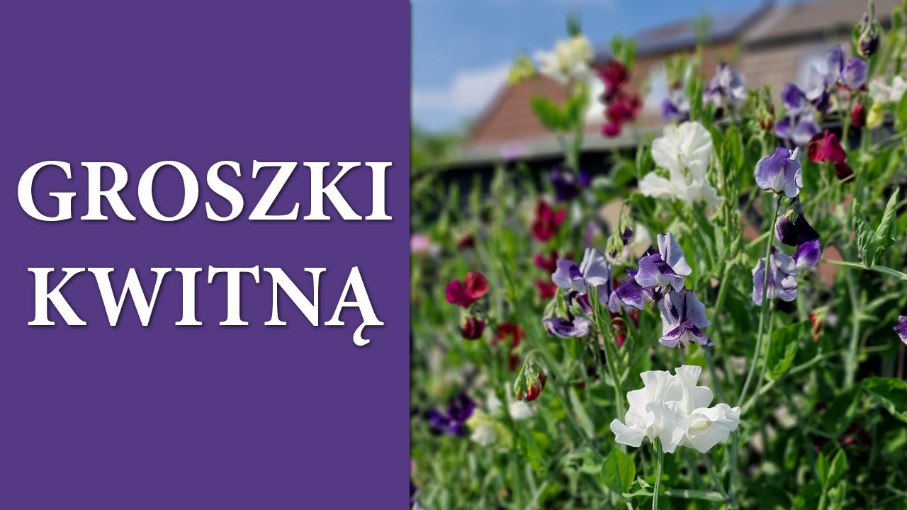 Jak uzyskać MEGA efekty w uprawie GROSZKÓW PACHĄCYCH / MrsGarden