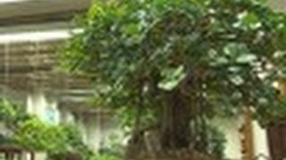 Ficus : le bonsaï du débutant